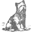 dog 11