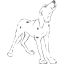 dog 16