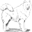 dog 4