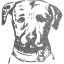 dog 6