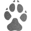 footprints dog