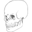 skull 38