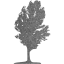 tree 17