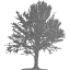 tree 18