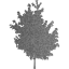 tree 25