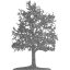 tree 26