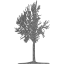 tree 42