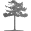 tree 44