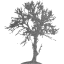 tree 48