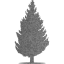 tree 55