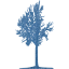 tree 42