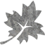 leaf 3
