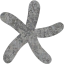 star 24