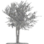 tree 15