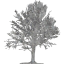 tree 18