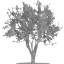 tree 21