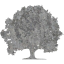 tree 22