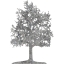 tree 26