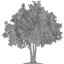 tree 32