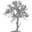 tree 48