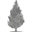 tree 55