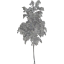 tree 58