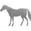 horse 4