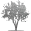 tree 21
