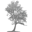 tree 43