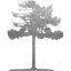 tree 44