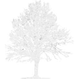 tree 24 icon