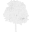 tree 37