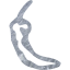 chili pepper 7