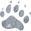 footprints bear