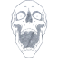 skull 65