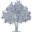 tree 32