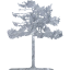 tree 44