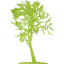 tree 16
