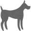 dog 31