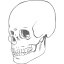 skull 38