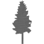 tree 19