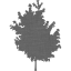 tree 25