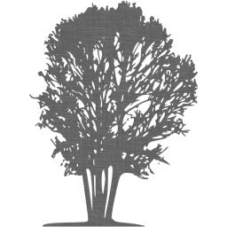 tree 31 icon