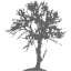 tree 48