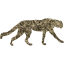 cheetah