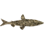 fish 6