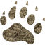 footprints bear