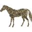 horse 4