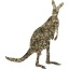 kangaroo 2