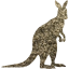 kangaroo